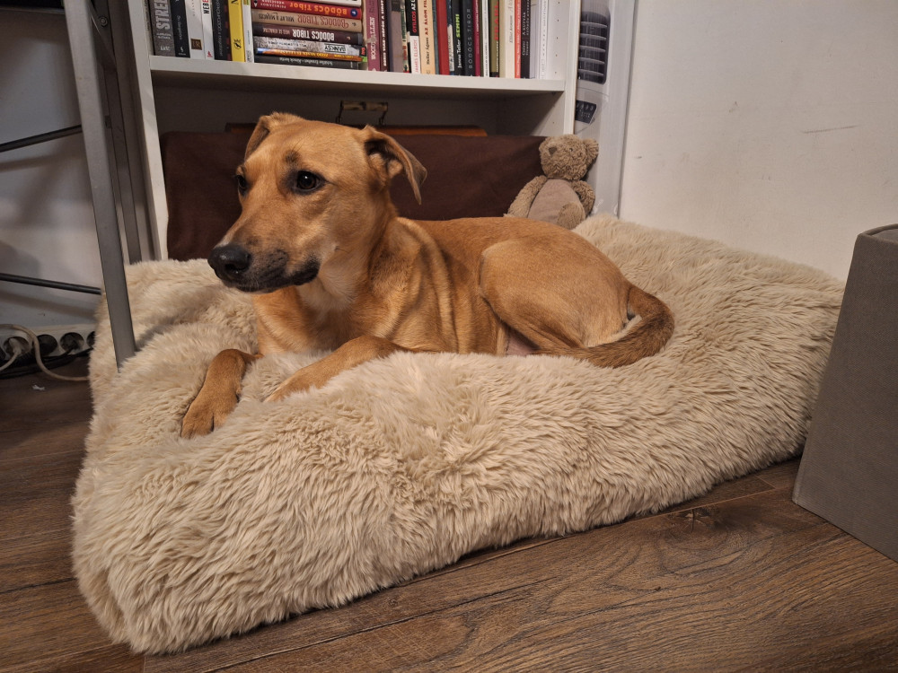 NRDOGS Comfort Kutyafekhely HugMe Memory