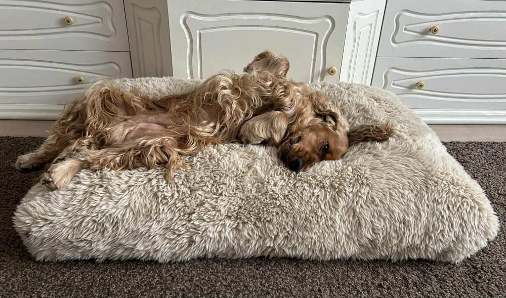 NRDOGS Comfort Kutyafekhely HugMe Memory