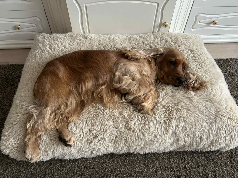 NRDOGS Comfort Kutyafekhely HugMe Memory