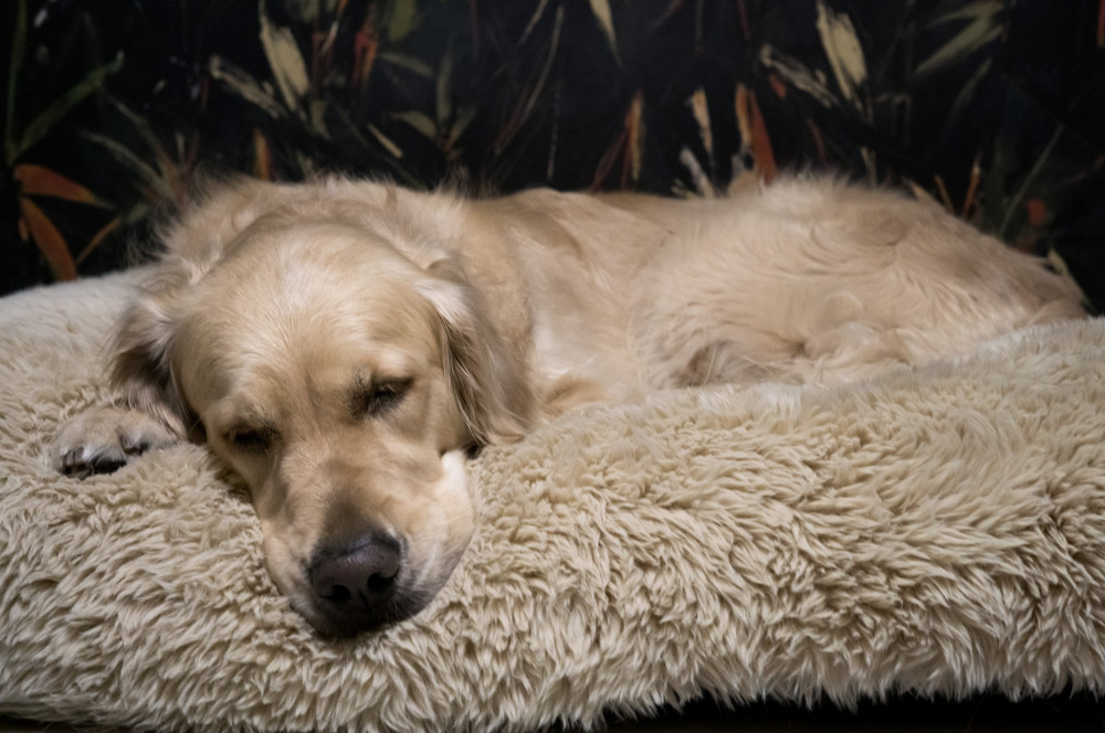 NRDOGS Comfort Kutyafekhely HugMe Memory
