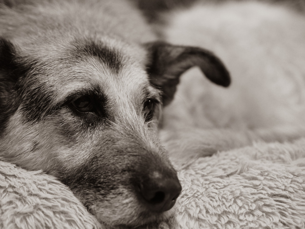 NRDOGS Comfort Kutyafekhely HugMe Memory
