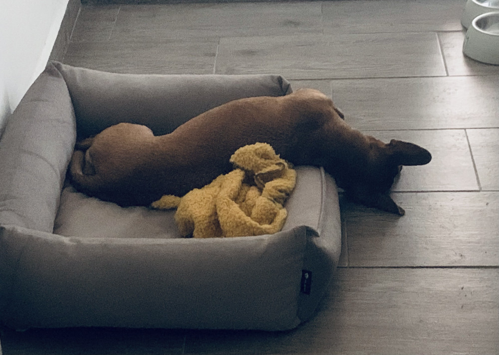 NRDOGS Basket Kutyafekhely Soft Magic Bézs