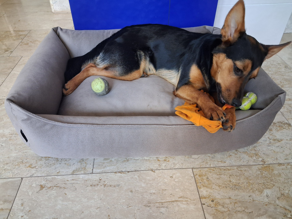 NRDOGS Basket Kutyafekhely Soft Magic Bézs