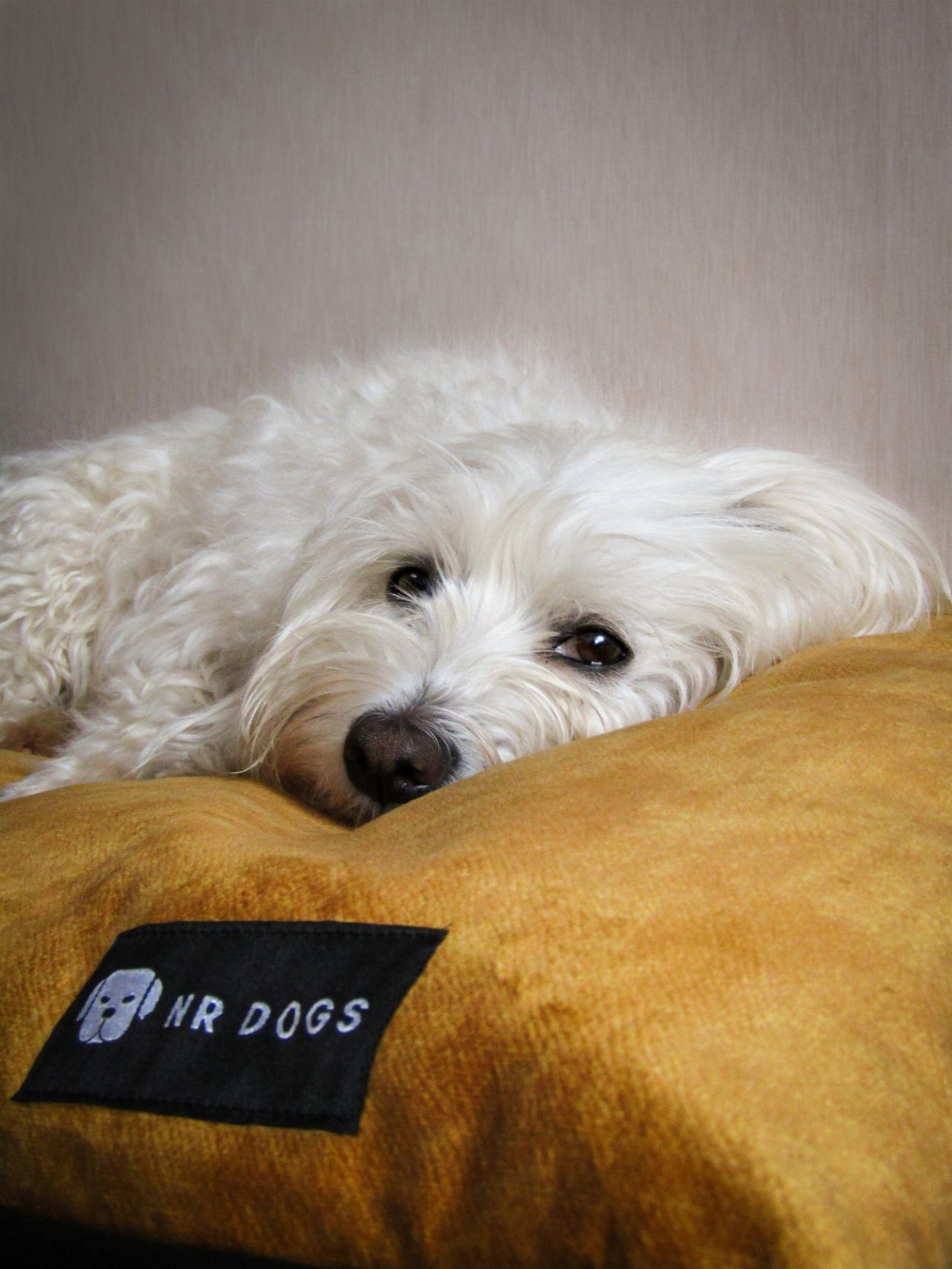 NRDOGS Basic Kutyafekhely Soft Magic Okker NRDOGS Basic Kutyafekhely Soft Magic Okker