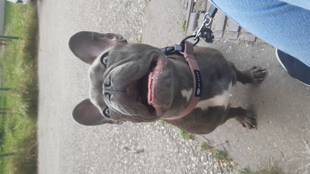 NRDOGS Nyakörv Abba Nature NRDOGS Nyakörv Abba Nature