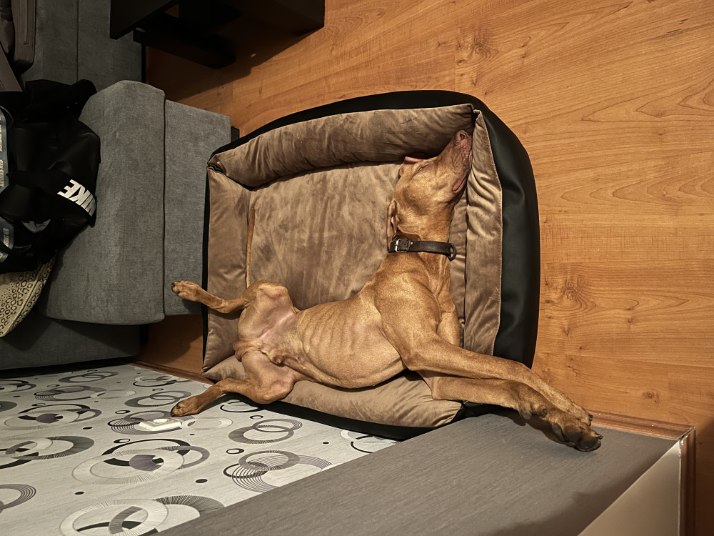 NRDOGS Basket Kutyafekhely Soft Bézs NRDOGS Basket Kutyafekhely Soft Bézs