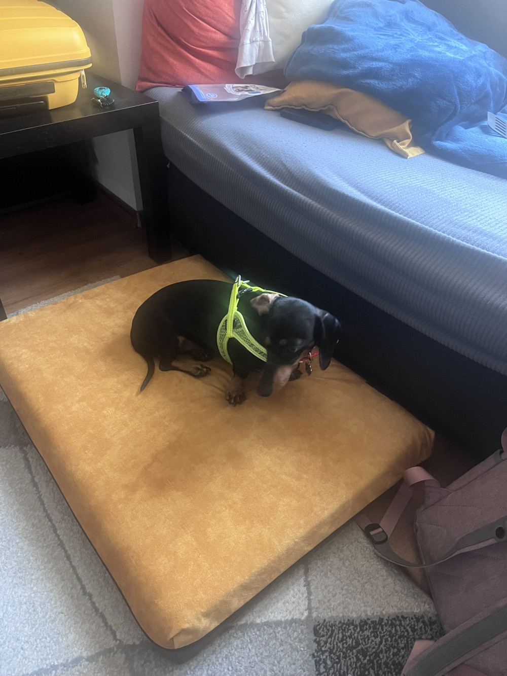 Rogz Utility Fast-Fit Hám Neon S
