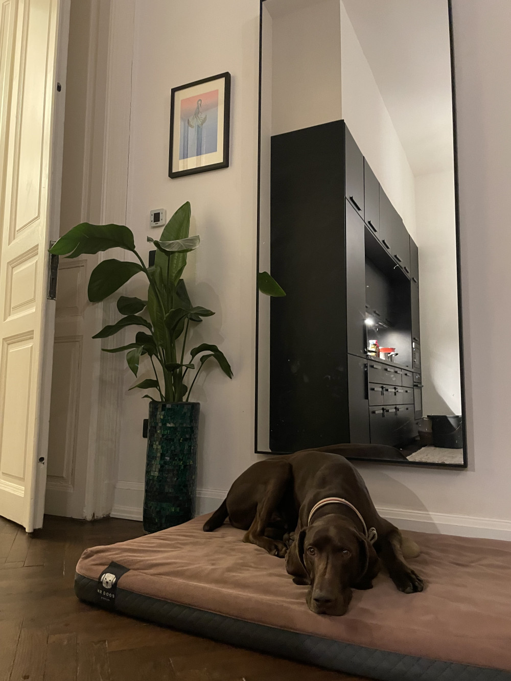  NRDOGS Lux Memory Kutyafekhely Oliva