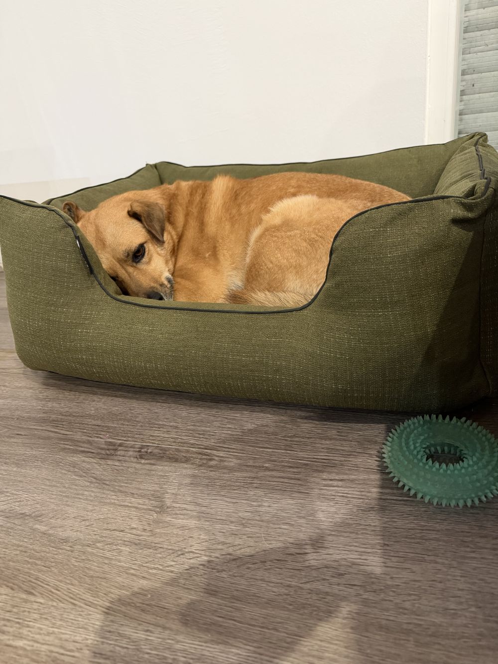  NRDOGS Lux Memory Kutyafekhely Oliva
