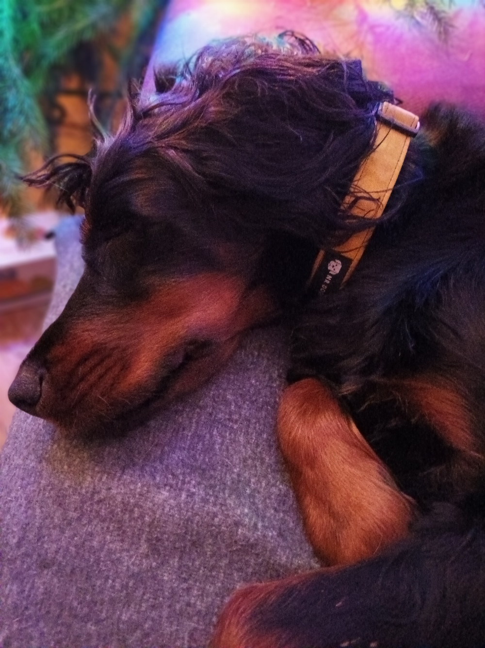 NRDOGS Nyakörv Okker NRDOGS Nyakörv Okker