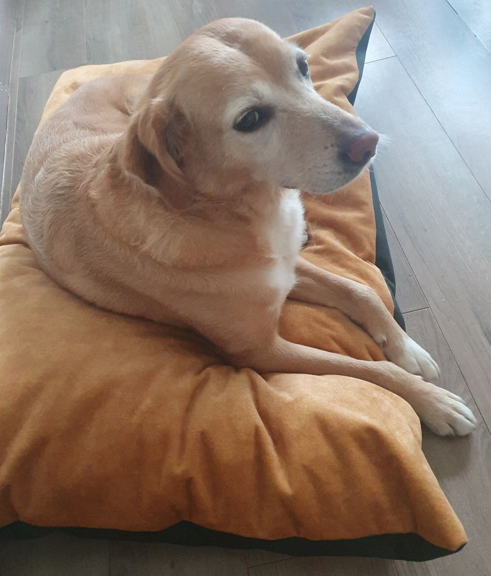 NRDOGS Basic Kutyafekhely Fun Aztek NRDOGS Basic Kutyafekhely Fun Aztek