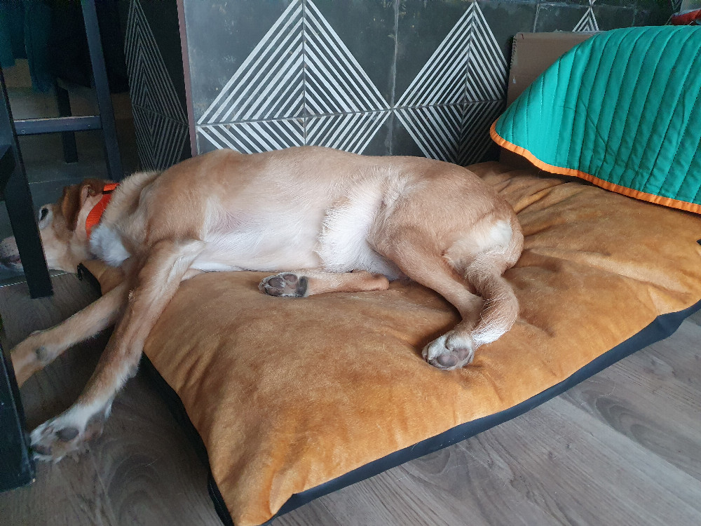 NRDOGS Basic Kutyafekhely Fun Aztek NRDOGS Basic Kutyafekhely Fun Aztek