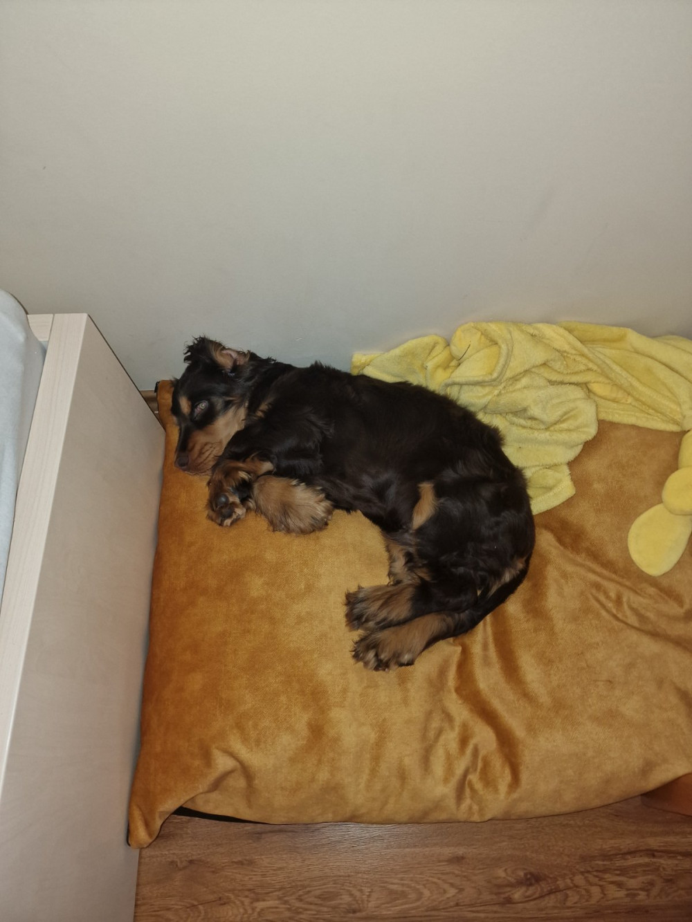 NRDOGS Basic Kutyafekhely Soft Magic Okker NRDOGS Basic Kutyafekhely Soft Magic Okker