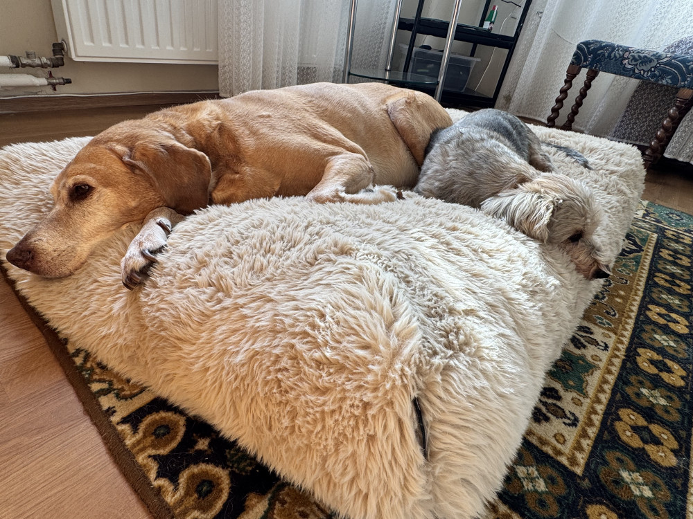 NRDOGS Comfort Kutyafekhely HugMe Memory
