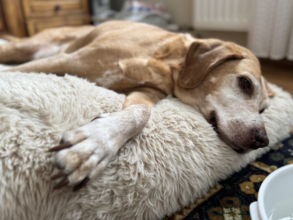 NRDOGS Comfort Kutyafekhely HugMe Memory
