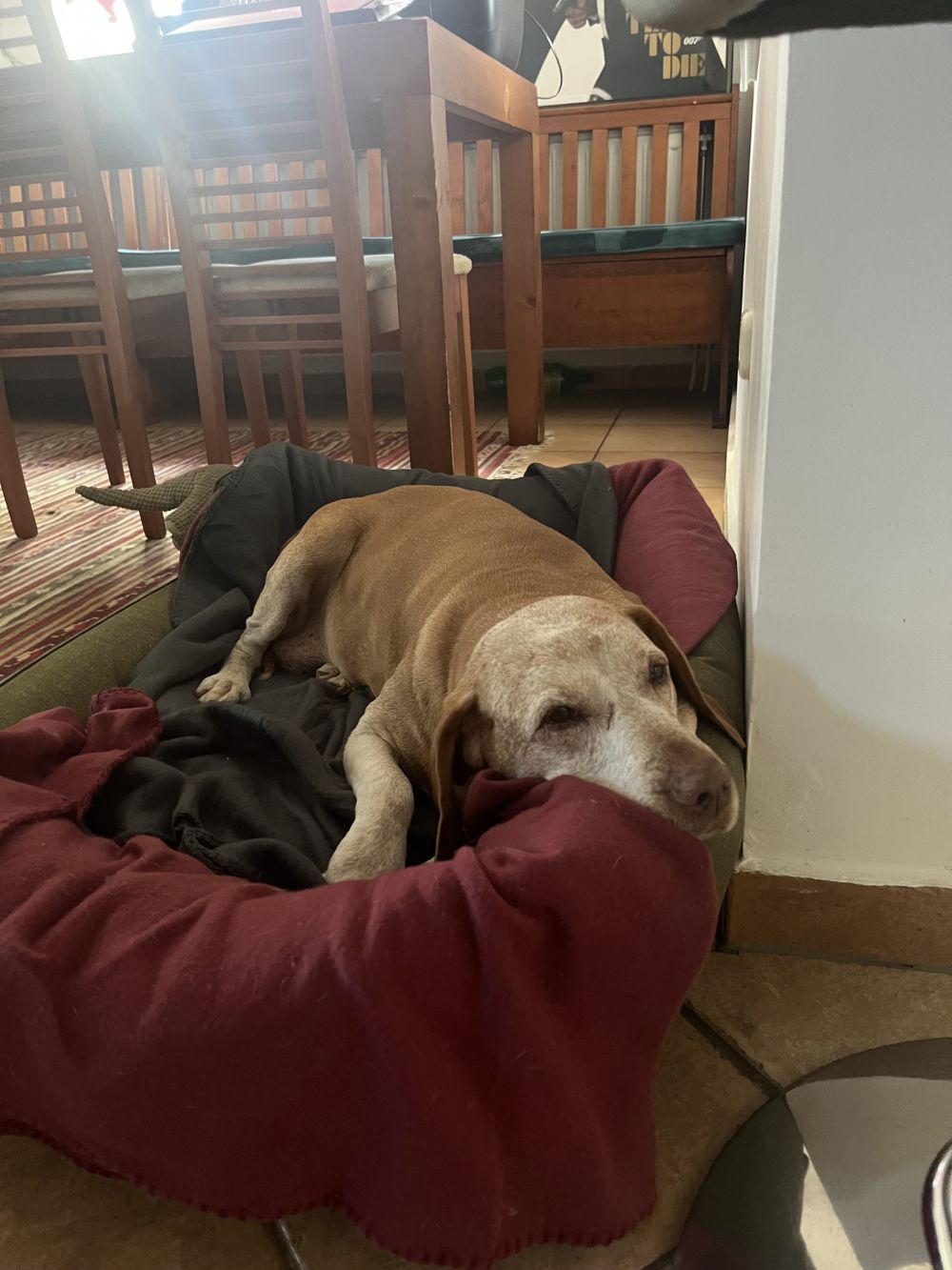  NRDOGS Lux Memory Kutyafekhely Oliva
