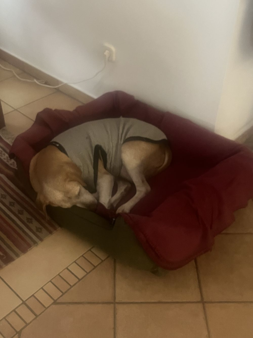  NRDOGS Lux Memory Kutyafekhely Oliva
