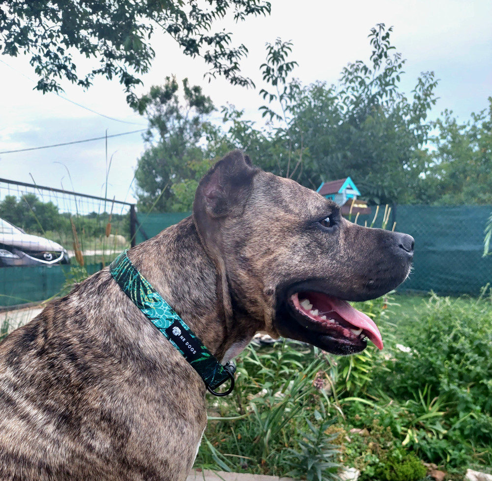 NRDOGS Nyakörv Fun Jungle NRDOGS Nyakörv Fun Jungle
