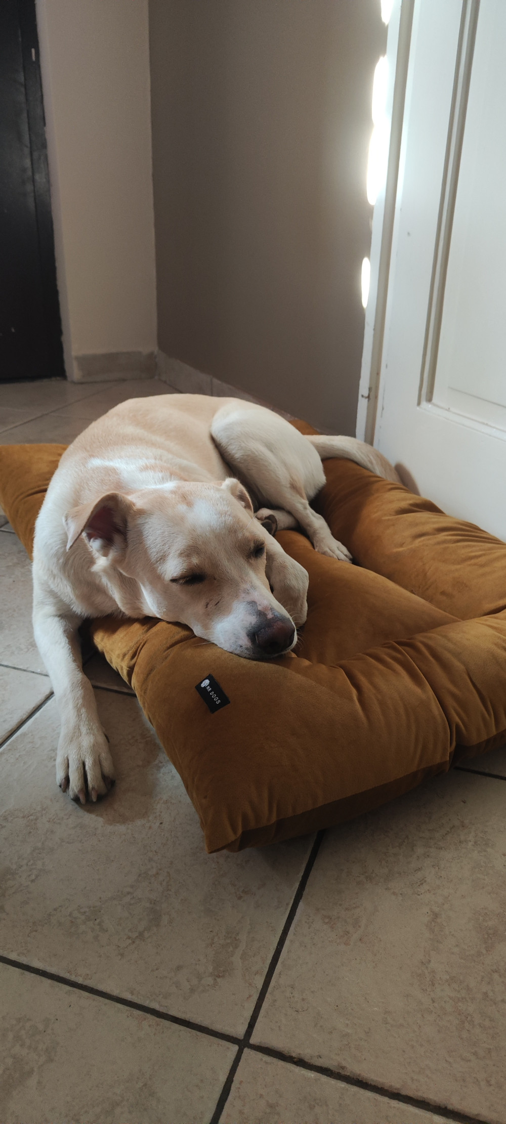NRDOGS Fully Pillow Beige Kutyafekhely NRDOGS Fully Pillow Beige Kutyafekhely