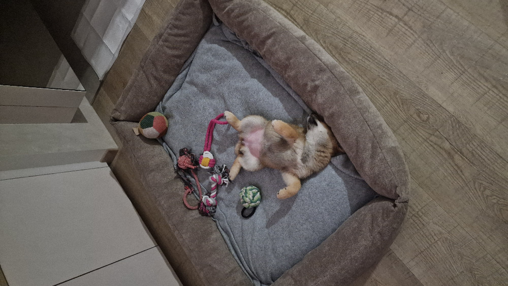 NRDOGS Basket Kutyafekhely Fully Bézs NRDOGS Basket Kutyafekhely Fully Bézs