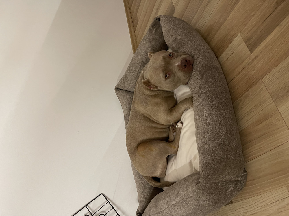 NRDOGS Basket Kutyafekhely Forest NRDOGS Basket Kutyafekhely Forest
