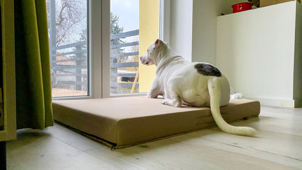 GOMEZ Vízhatlan Kutyafekhely Sherpa Beige XL (120x80cm)
