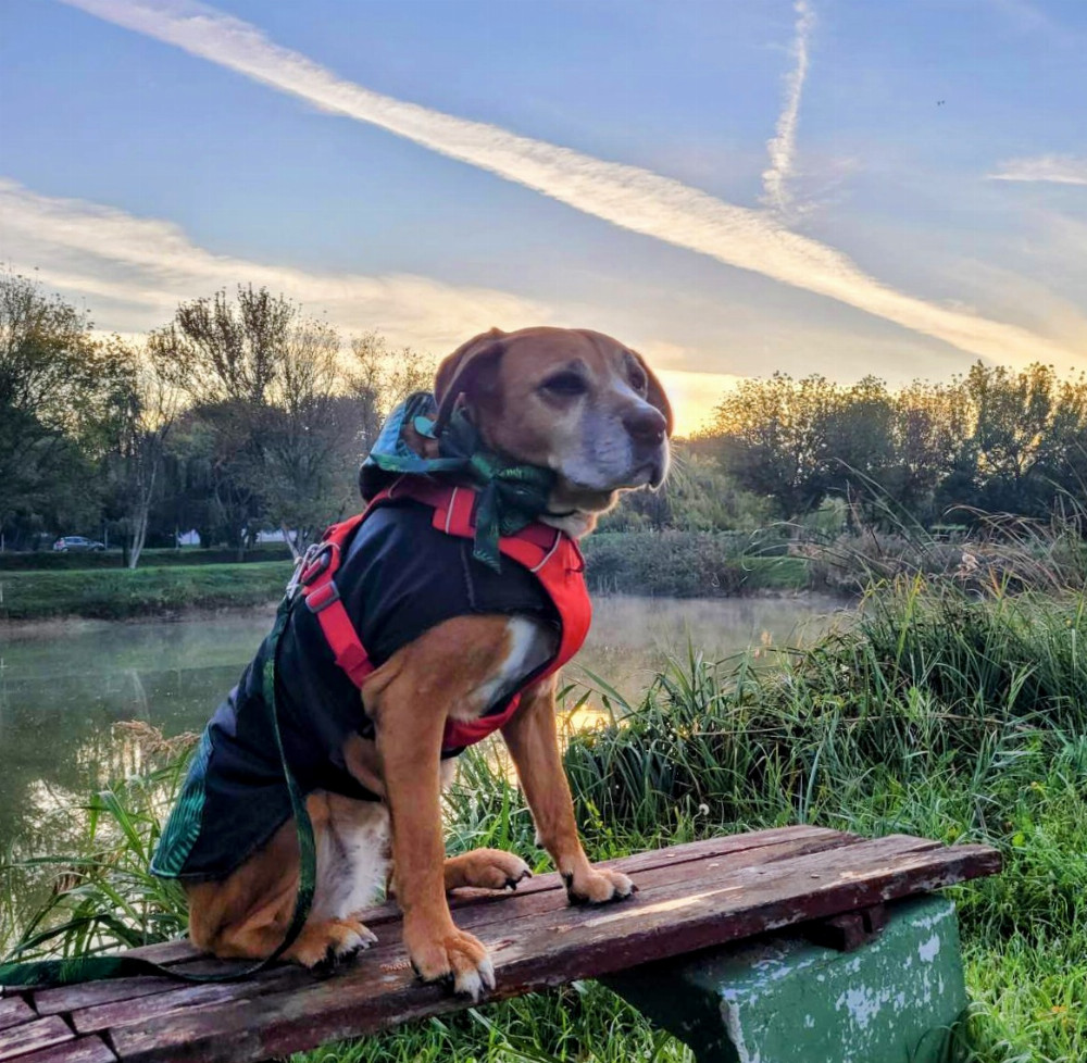 NRDOGS Kutyatakaró NRDOGS Kutyatakaró