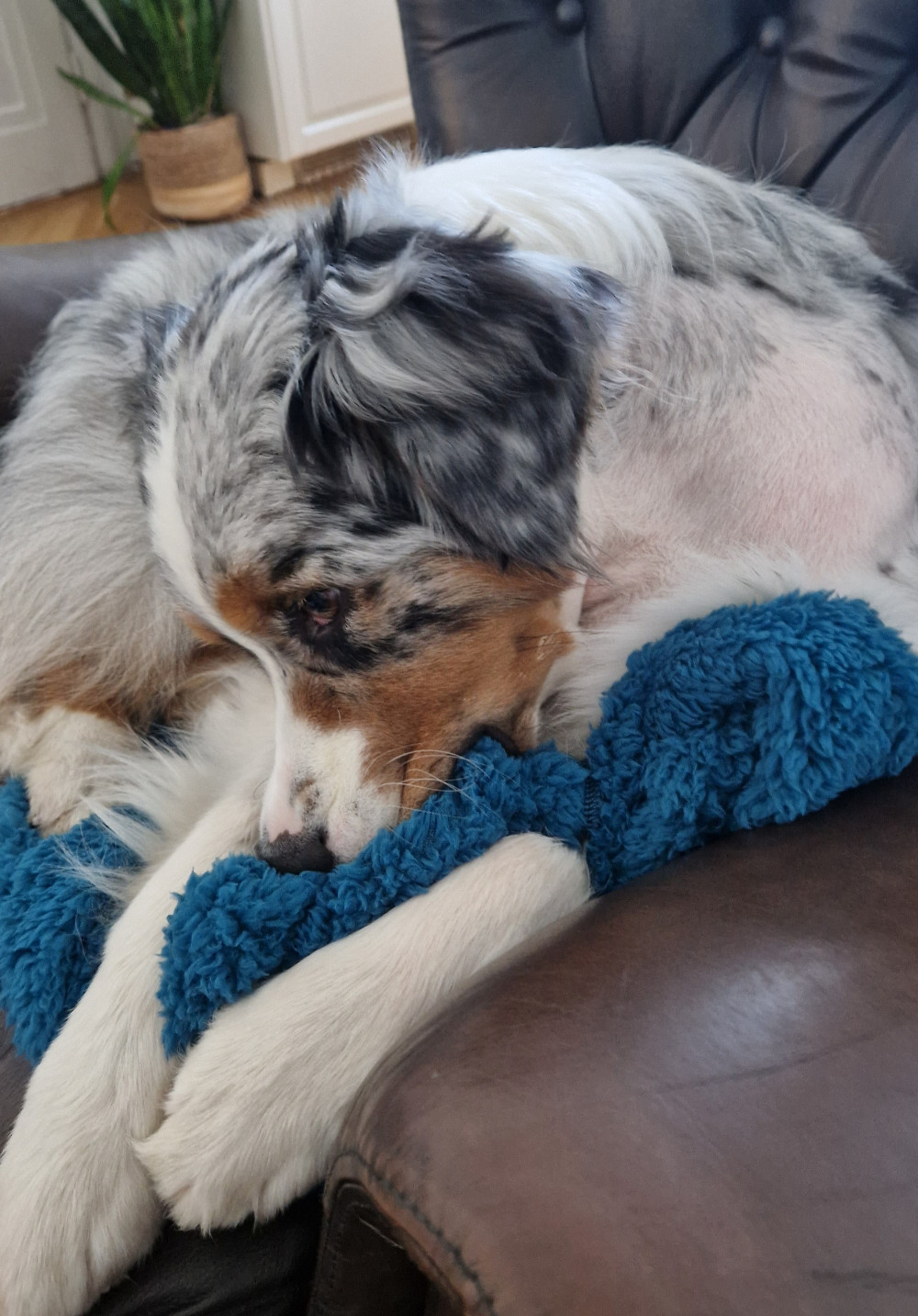 NRDOGS Kutyatakaró NRDOGS Kutyatakaró