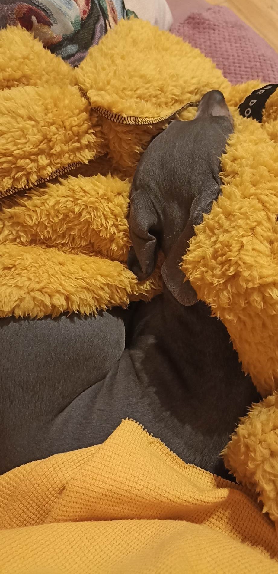 NRDOGS Kutyatakaró NRDOGS Kutyatakaró