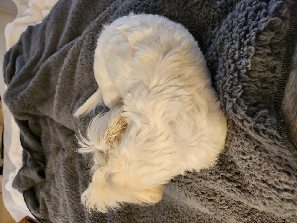 NRDOGS Kutyatakaró NRDOGS Kutyatakaró