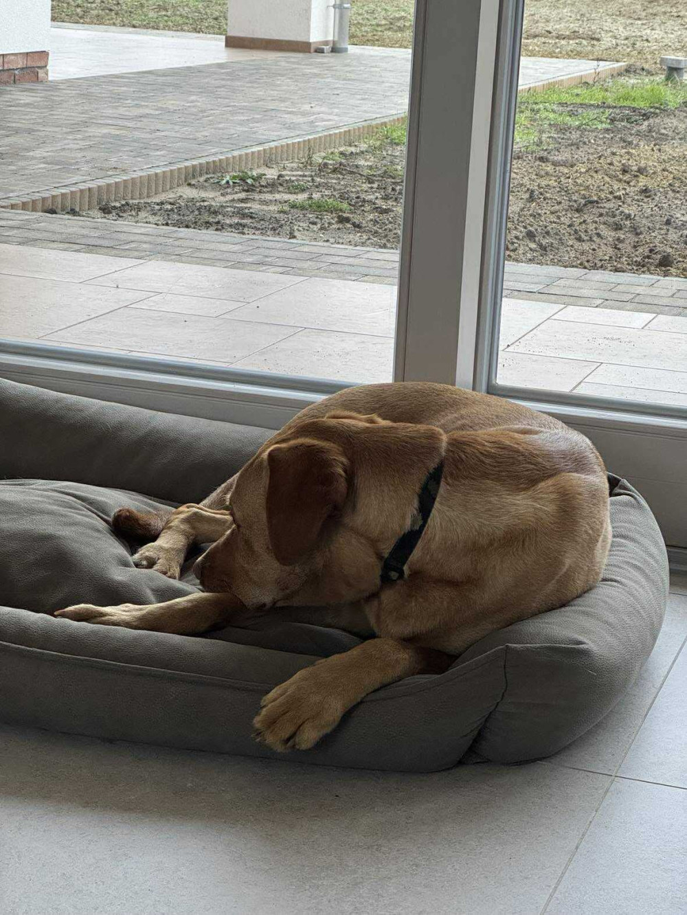 NRDOGS Basket Kutyafekhely Soft Magic Ocean
