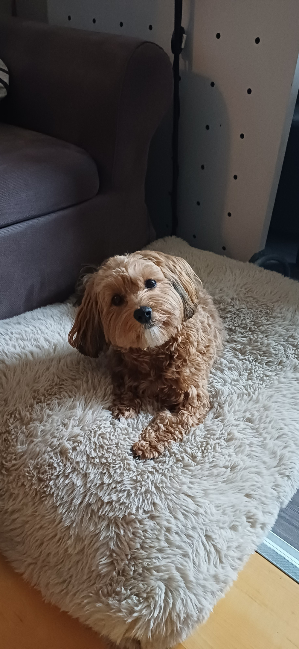 NRDOGS Comfort Kutyafekhely HugMe Memory
