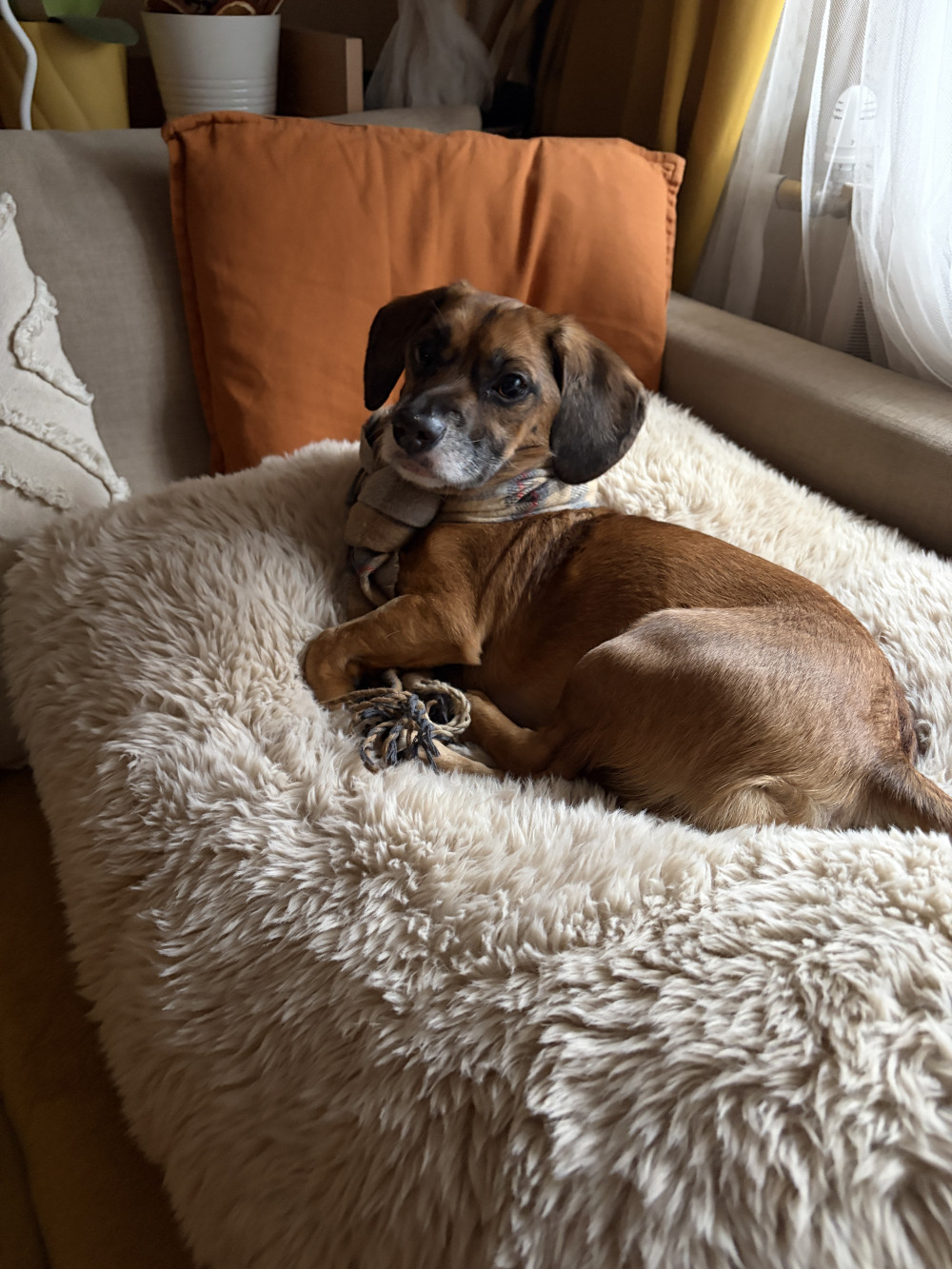 NRDOGS Comfort Kutyafekhely HugMe Memory
