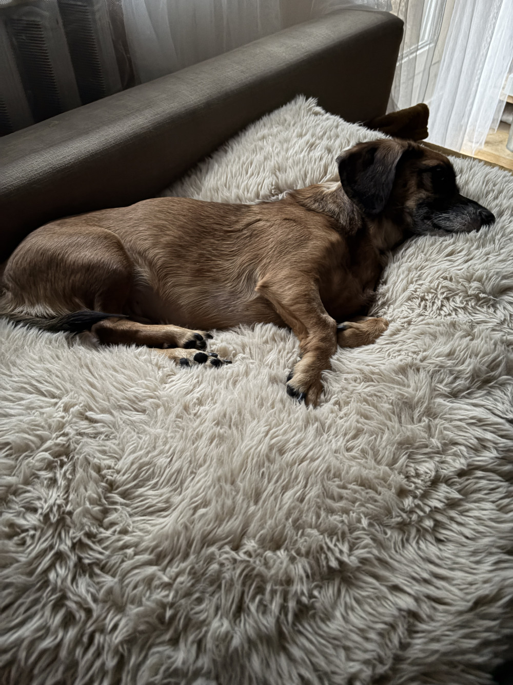 NRDOGS Comfort Kutyafekhely HugMe Memory

