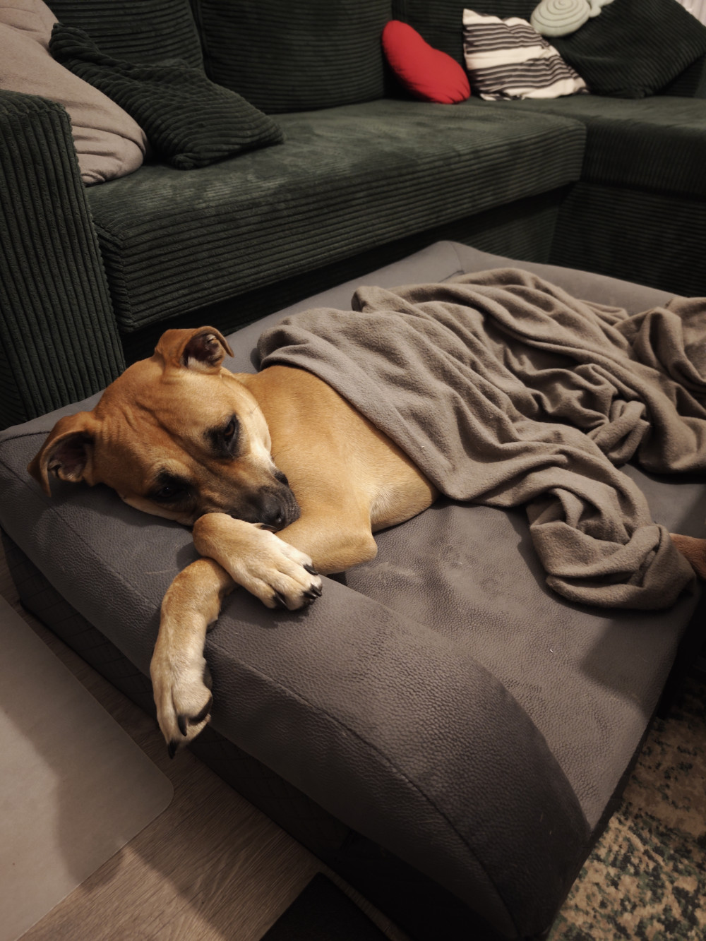 Ortoped Pro Kutyafekhely Soft Magic Grey L (100x70cm)