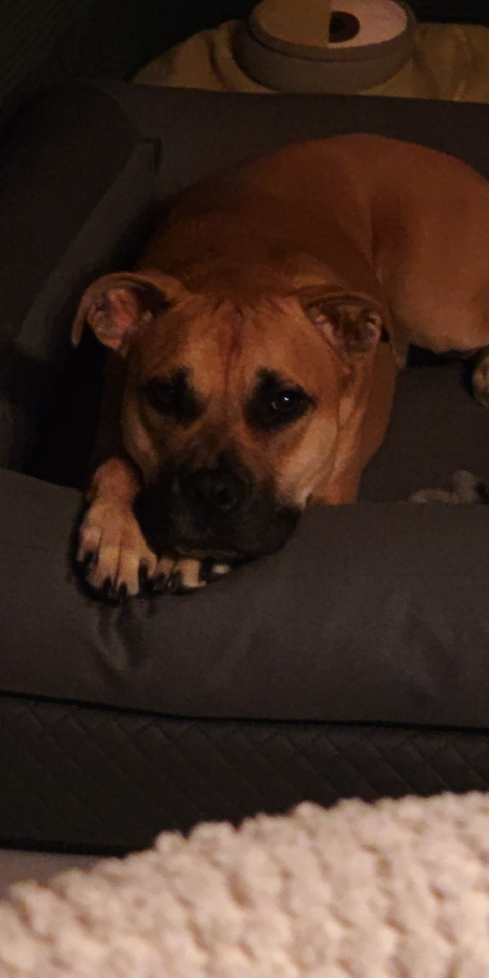 Ortoped Pro Kutyafekhely Soft Magic Grey L (100x70cm)