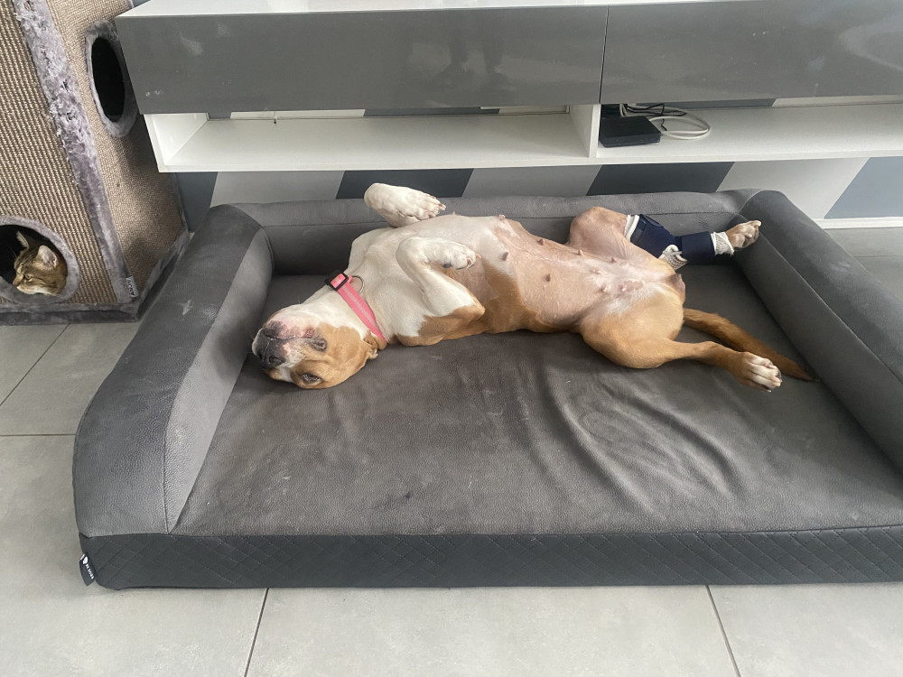 Ortoped Pro Kutyafekhely Soft Magic Grey L (100x70cm)