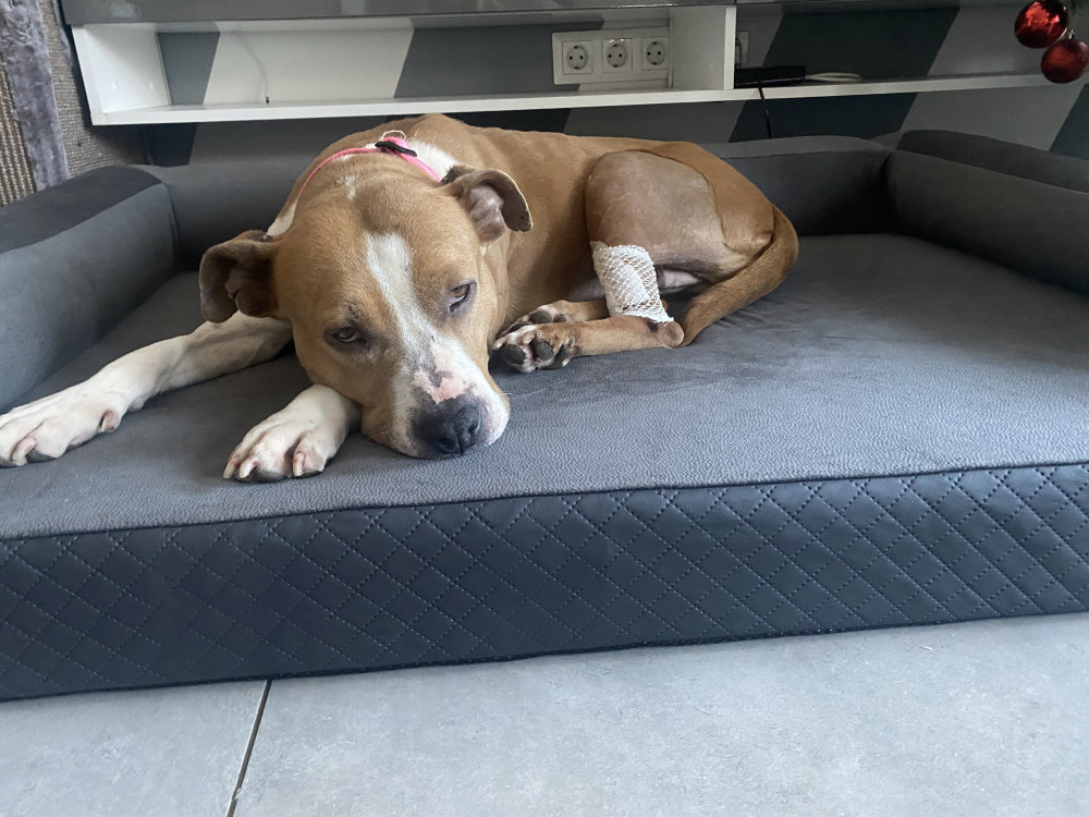 Ortoped Pro Kutyafekhely Soft Magic Grey L (100x70cm)