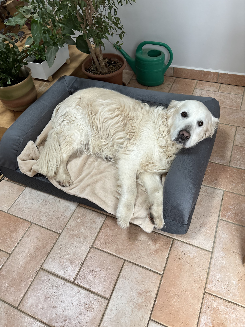 Ortoped Pro Kutyafekhely Soft Magic Grey
