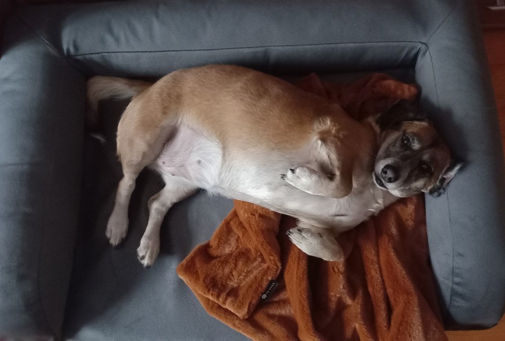 Ortoped Pro Kutyafekhely Soft Magic Grey
