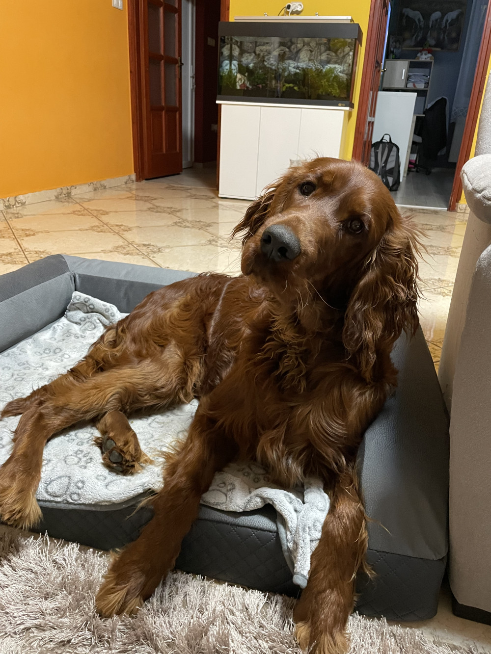 Ortoped Pro Kutyafekhely Soft Magic Grey
