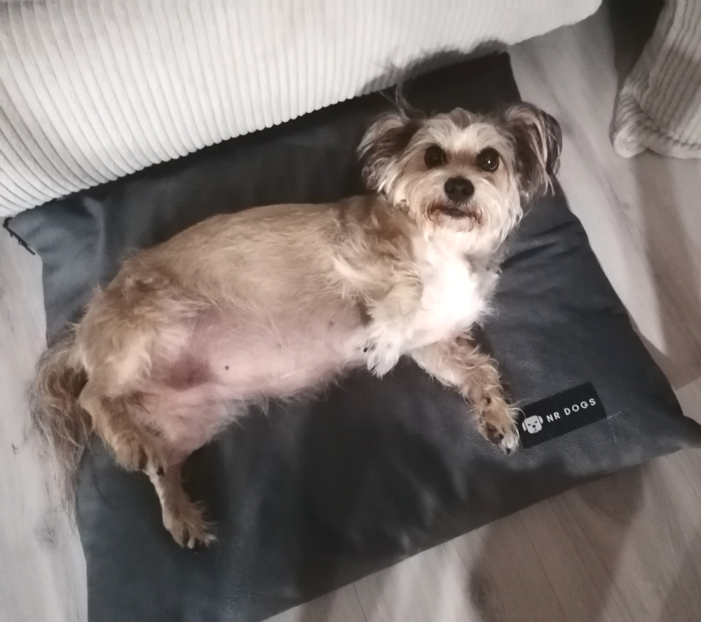 HUZAT Basic Kutyafekhelyre Soft Magic Grey
