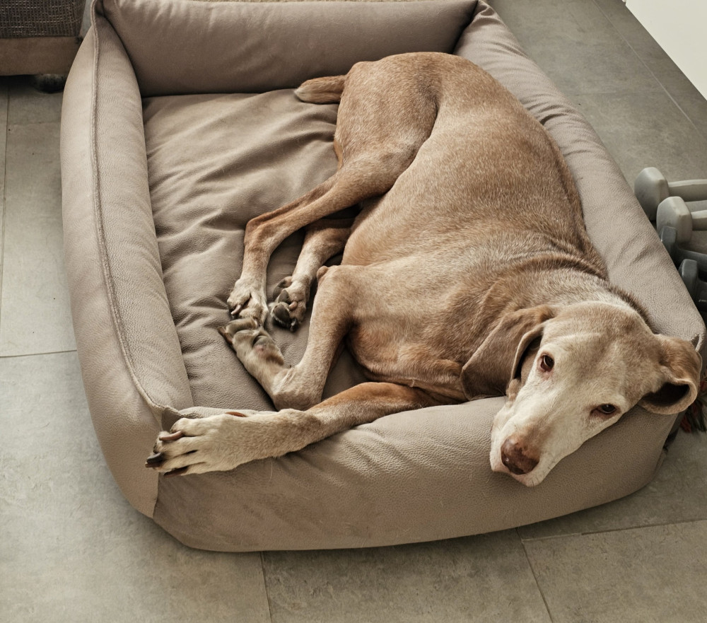 NRDOGS Basket Kutyafekhely Soft Magic Bézs