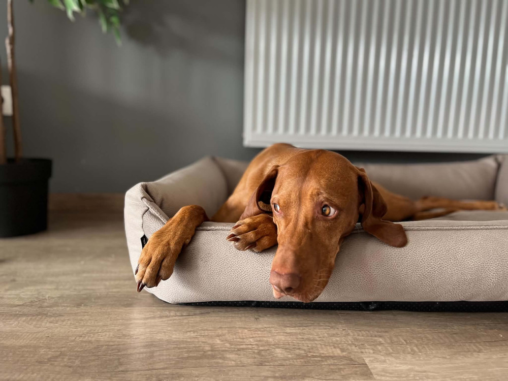 NRDOGS Basket Kutyafekhely Soft Magic Bézs
