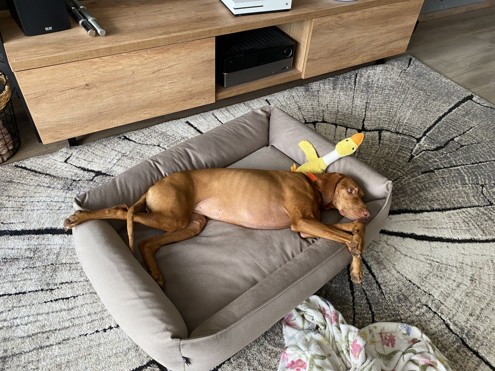 NRDOGS Basket Kutyafekhely Soft Magic Bézs
