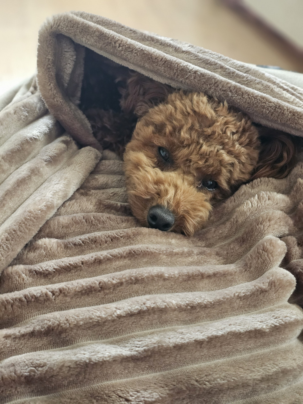 Bebújós kutyafekhely Zuma Beige L (90x56cm)
