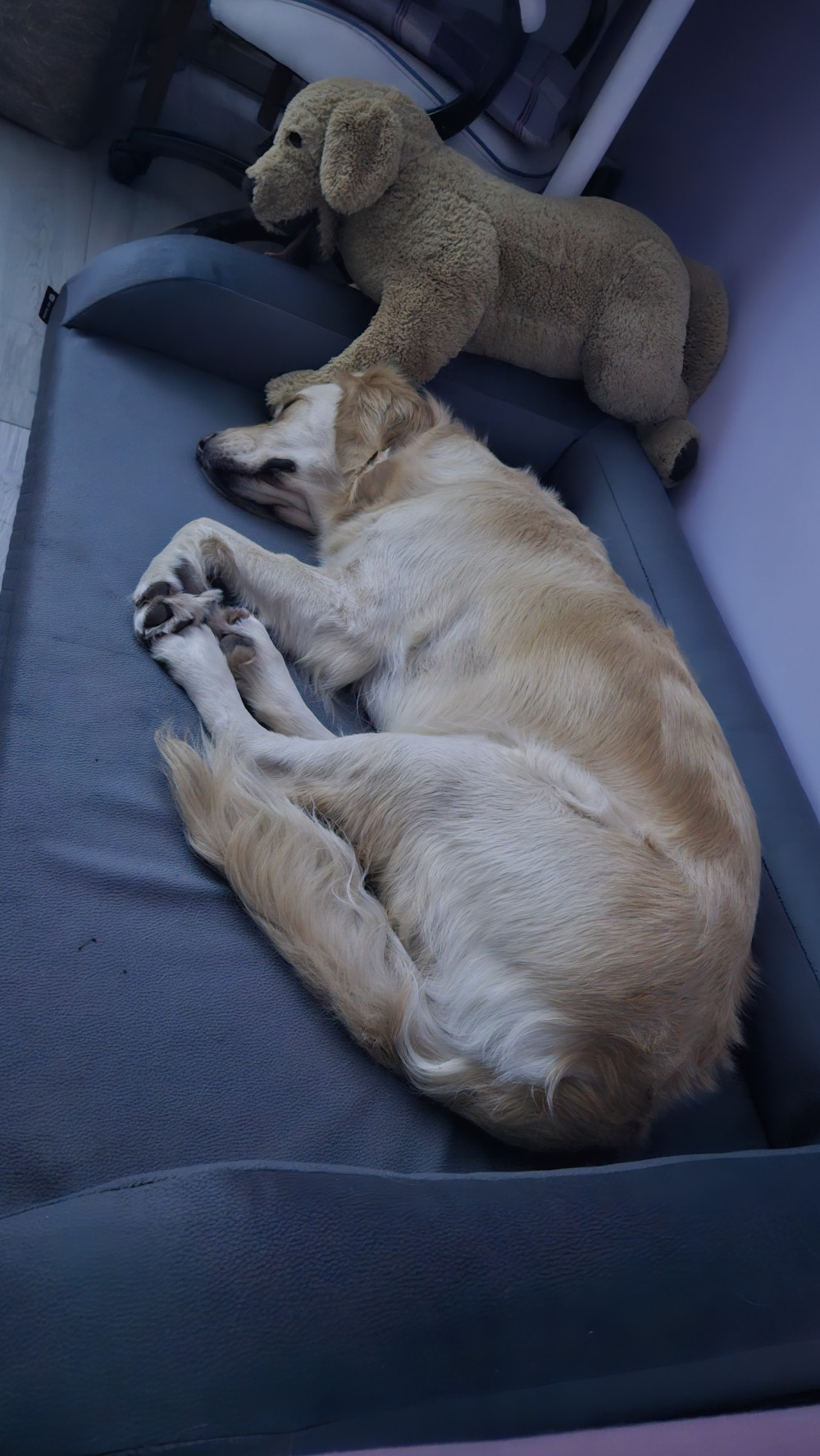 Ortoped Pro Kutyafekhely Soft Magic Grey L (100x70cm)