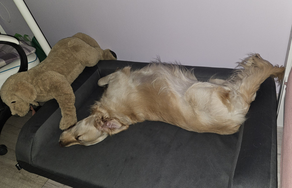 Ortoped Pro Kutyafekhely Soft Magic Grey L (100x70cm)