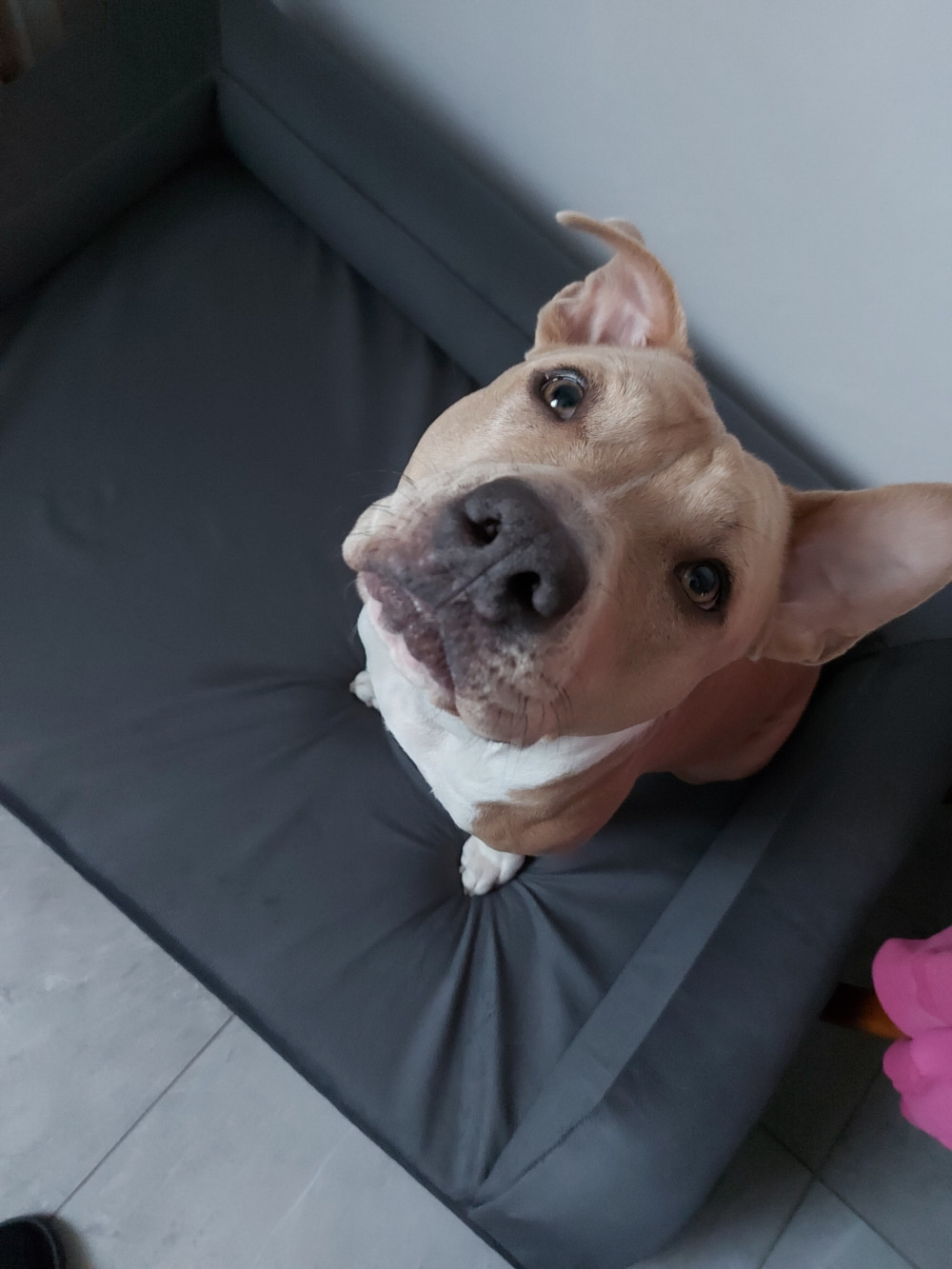 Ortoped Pro Kutyafekhely Soft Magic Grey L (100x70cm)