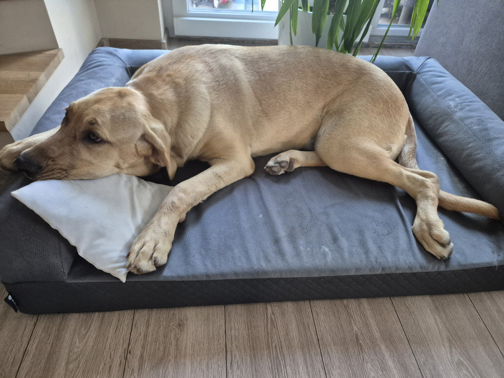 Ortoped Pro Kutyafekhely Soft Magic Grey
